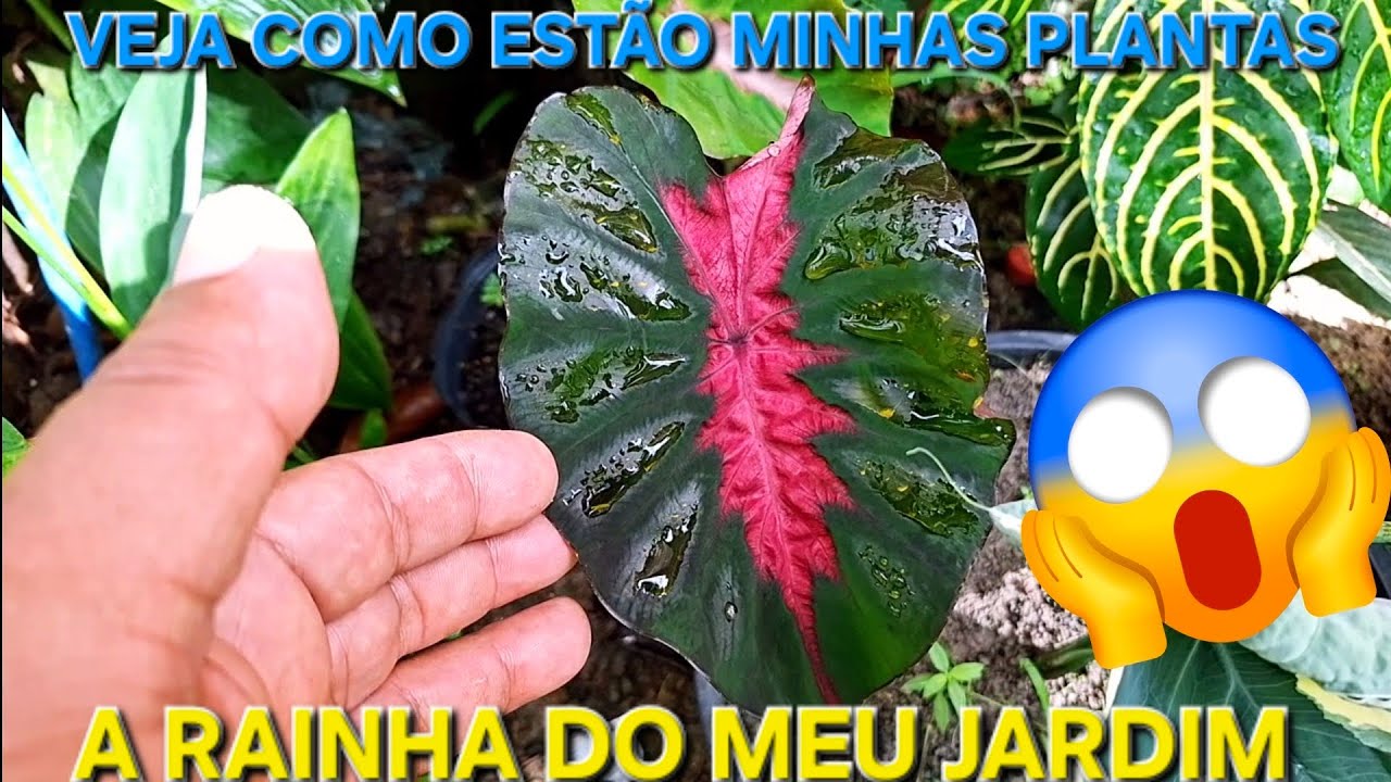 Começou as mudança @destacar_ #plantas #jardim #plants #natureza 