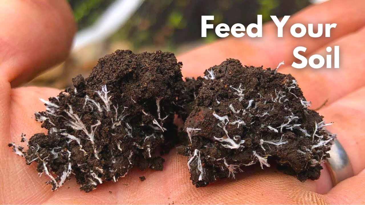 Feed Your Soil to Feed Your Plants | Compost mulches in a No Till System.