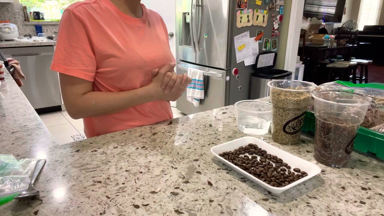 Atemoya: How to Germinate Atemoya Seeds. Fast & Easiest Way.
