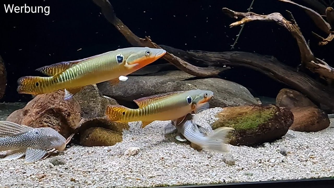 1300 Liter Südamerika Biotopaquarium mit Crenicichla zebrina, L14 Sonnenwels und L75