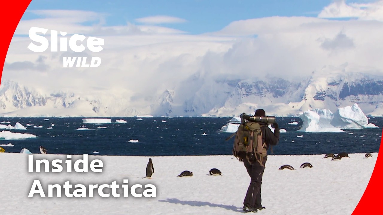 Antarctica through the eyes of a polar photographer I FULL DOC | SLICE WILD
