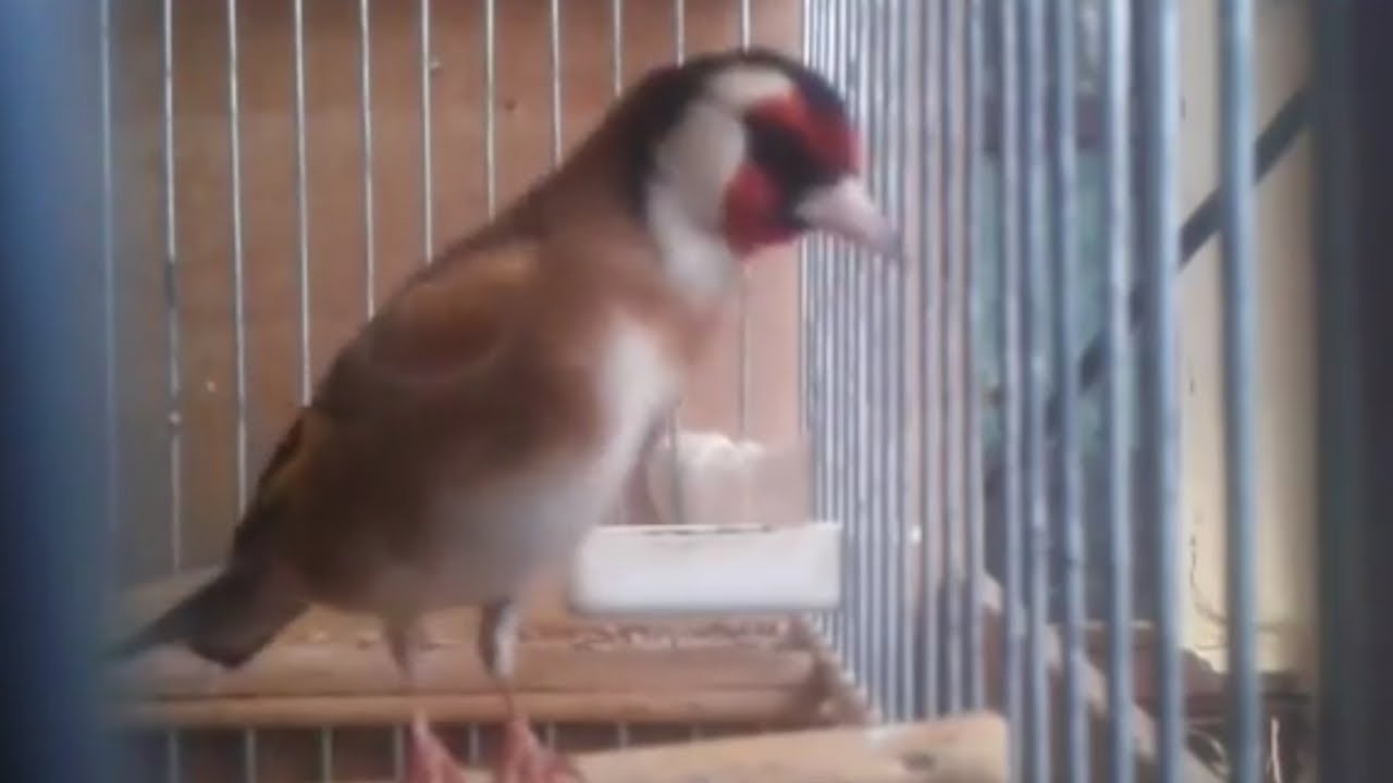 عندما يبدع الحسون فقط قم بالإصغاء من اجمل خلق الله سبحان الله طائر سي عبد اللطيف المراكشي
