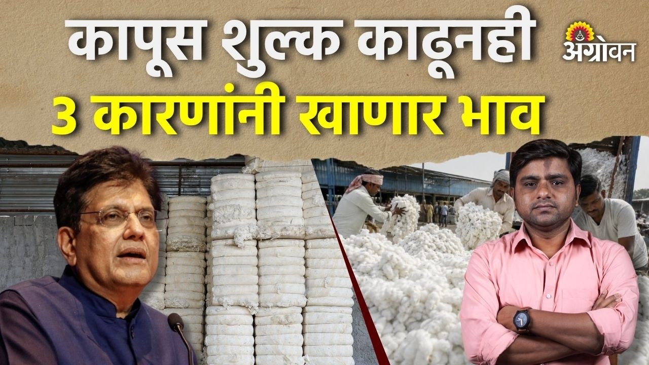 Cotton Import Impact: नव्या हंगामातील कापसावर आयातीचा काय परिणाम होईल? | Agrowon