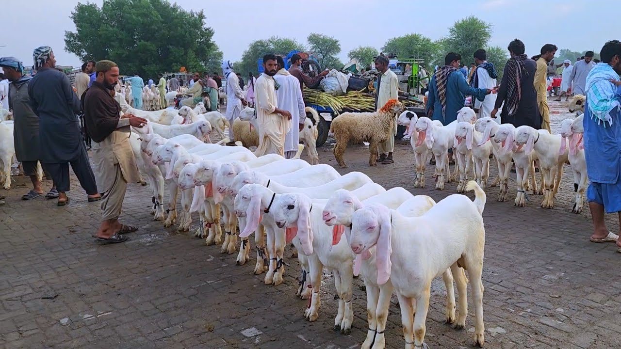 6 October 2025 bakre mandi rajanpur pakistan ki sasti mandi بارش نے تباہی مچا دی bakra rates 15 hzar