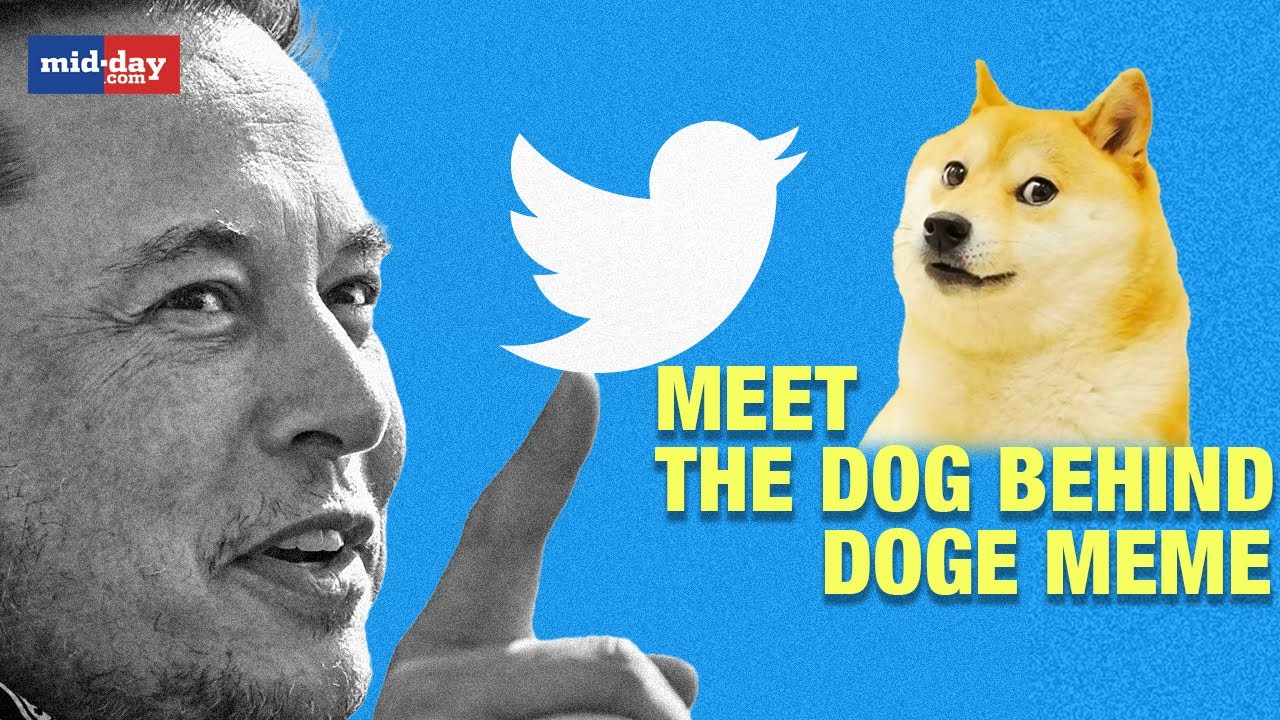 Meet Kobasu - Elon Musk&rsquo;s Twitter Logo Inspiration From &lsquo;Doge&rsquo; Meme