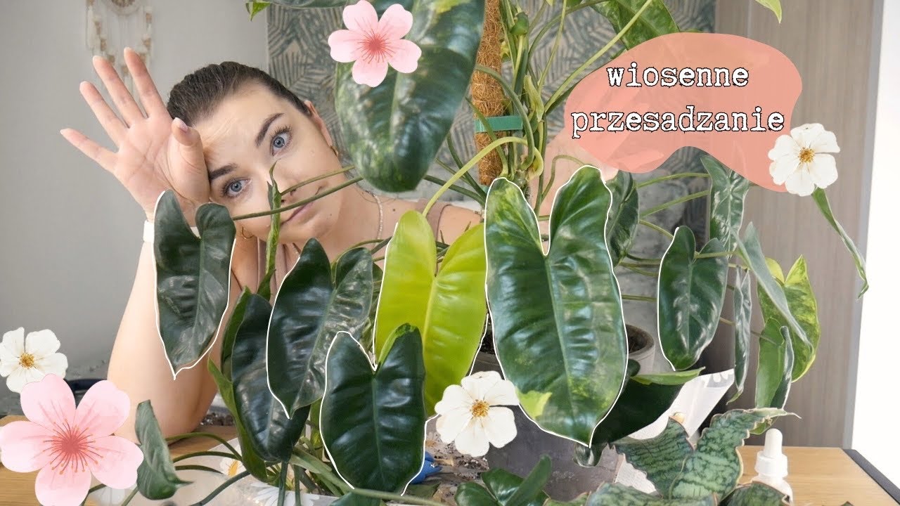 Wiosenne przesadzanie i cięcie, czyli ogarniamy to co brzydkie🌸