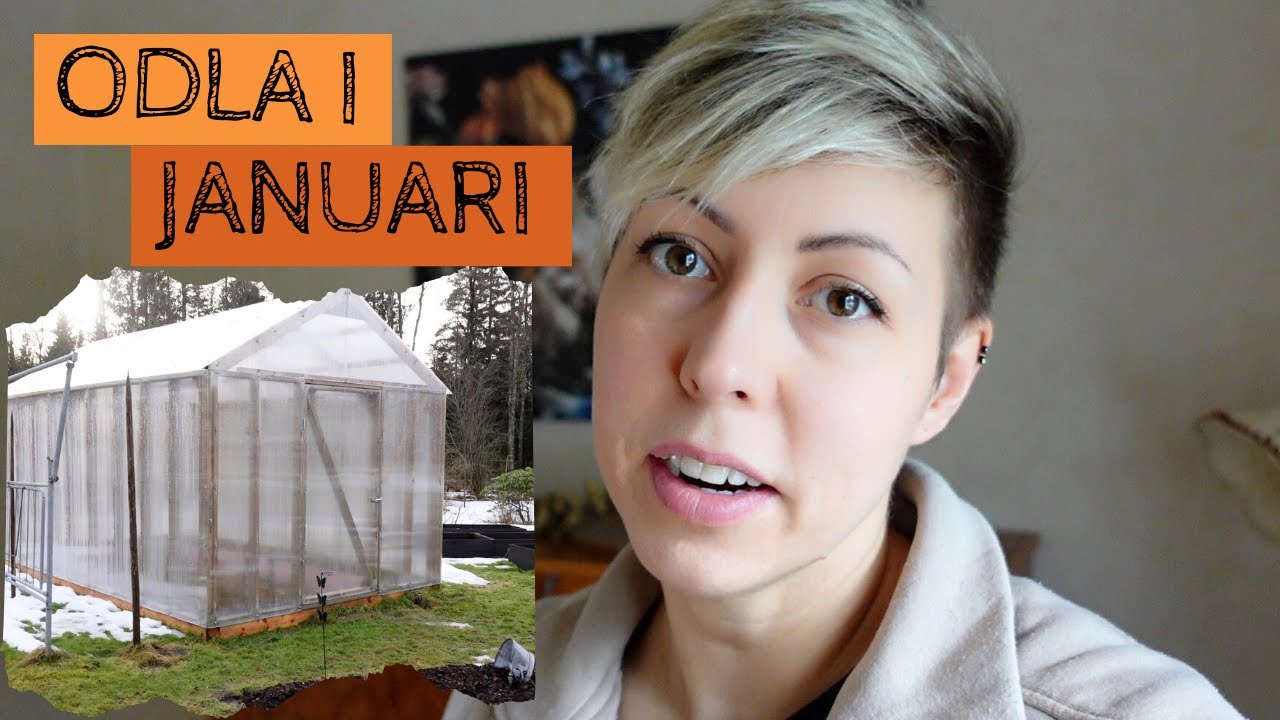 ODLA i JANUARI - Tomater planteras om och det &auml;r dags att starta v&auml;xtbelysningen igen!
