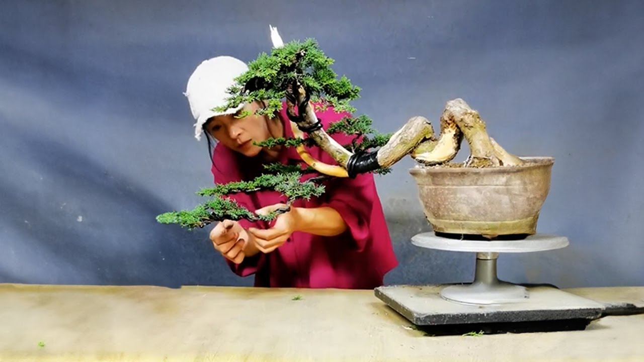 How to bend a bonsai - great bonsai bending skills 