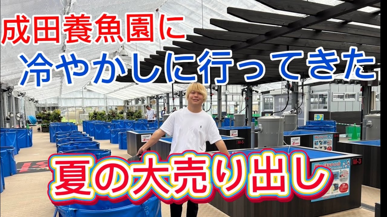 【遼河鯉庵】 成田養魚園に冷やかしに行ったつもりが爆買いをしてしまったので全て通信販売します。