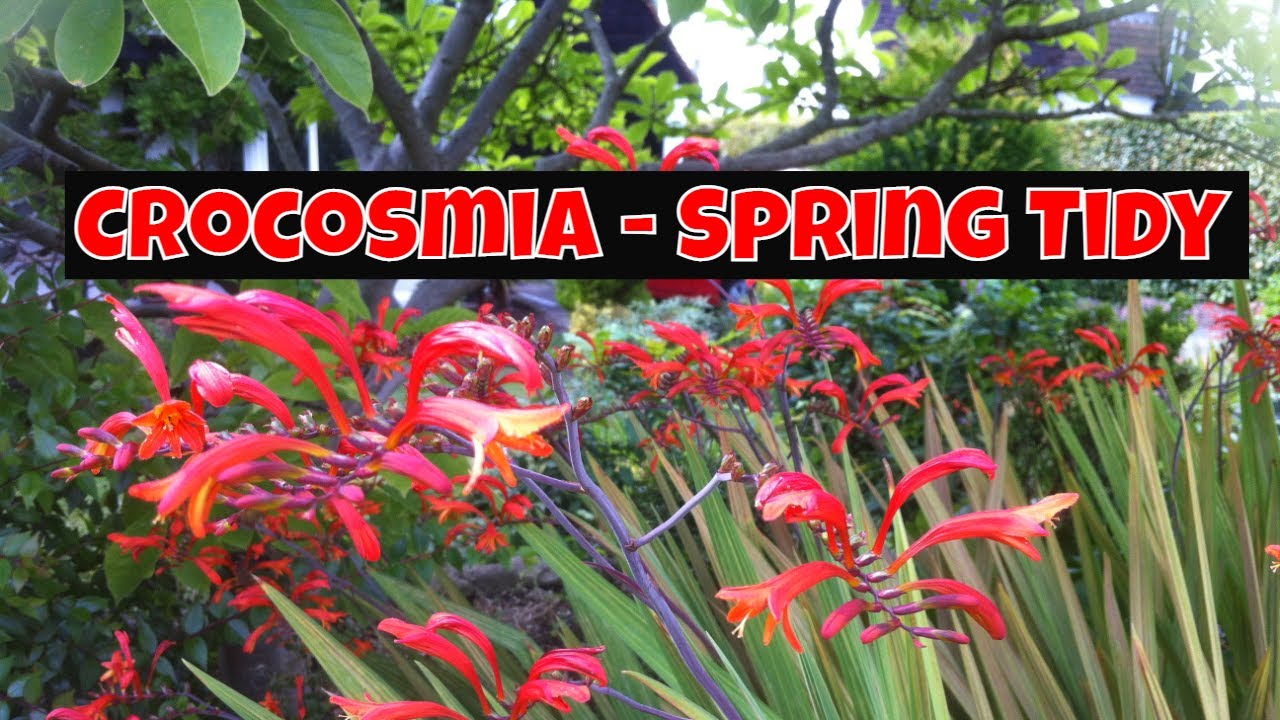 Crocosmia Spring Tidy