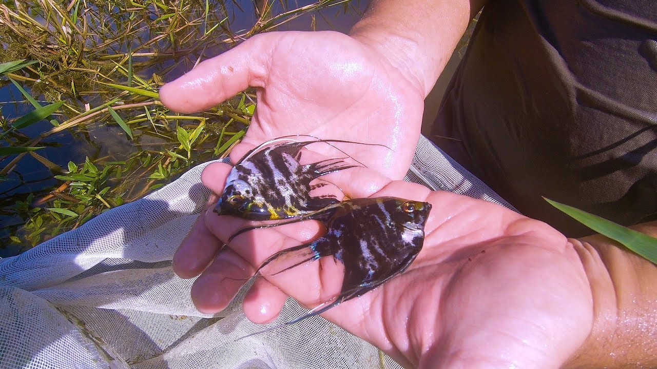 INCRÍVEL CAPTURA DE ACARÁS BANDEIRAS EM UM LAGO - encontramos em um antigo local de criação