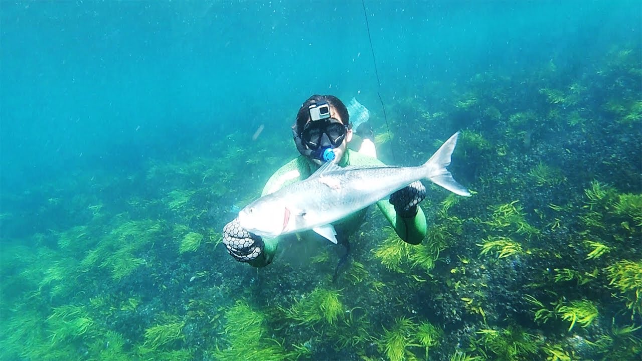 SPEARFISHING 2 HUGE SALMON - Salmon Carbonara Catch & Cook!