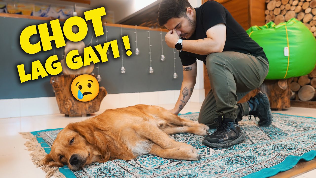 Morning Hike pe Max ko chot lag gayi 😟😣 | @THEHIMALAYANHUSKY
