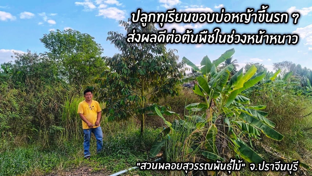 ปลูกทุเรียนขอบบ่อหญ้าขึ้นรกๆ มีประโยชน์ต่อต้นพืชในช่วงหน้าหนาว 