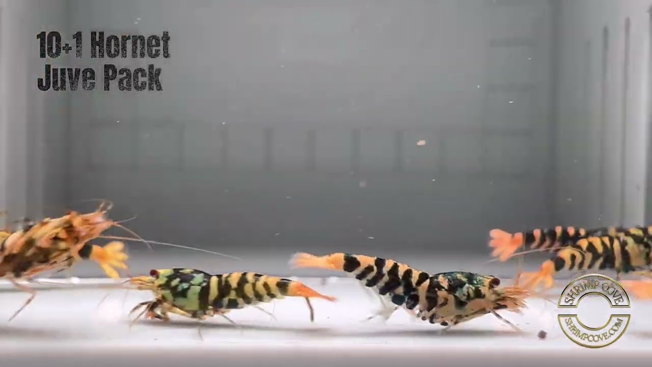 Shrimpcove.com