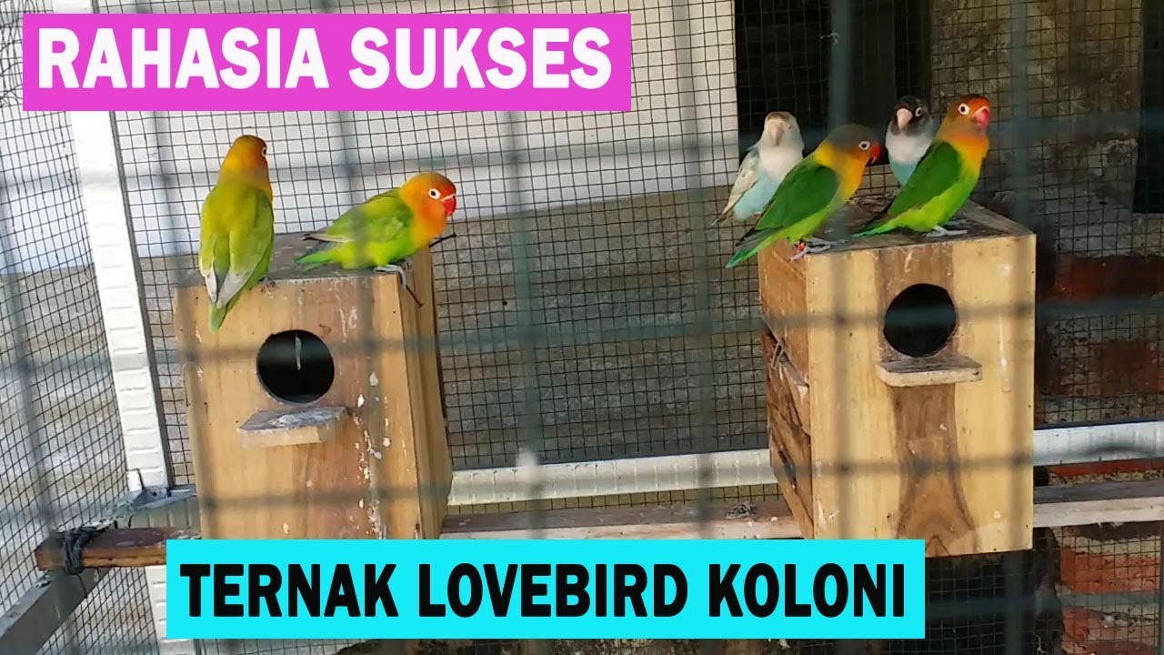 Ternak Lovebird Koloni - Rahasia Agar Cepat Bertelur