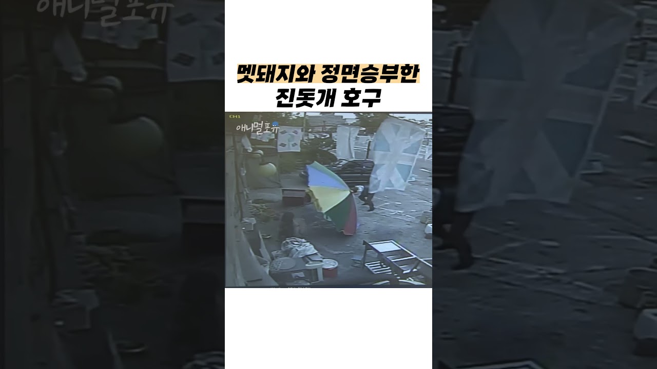 멧돼지와 정면승부하는 진돗개 #shorts