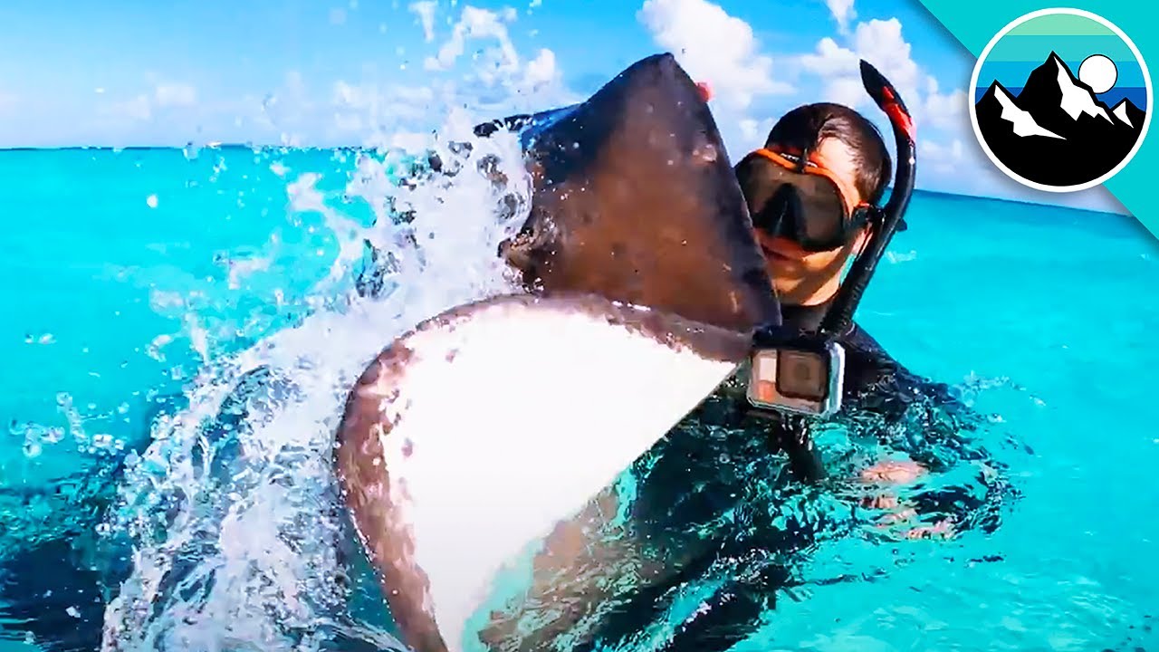 Pounced by HUNGRY STINGRAYS!