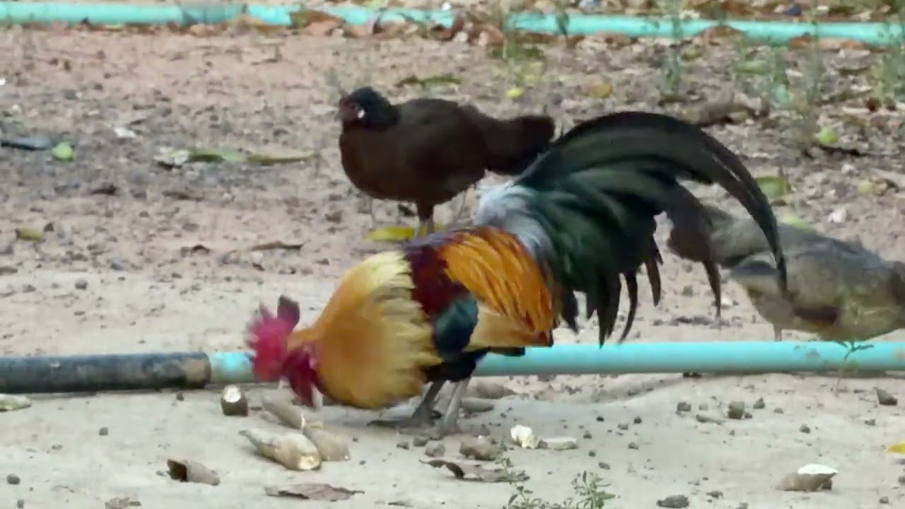 พ่อพันธุ์ไก่ต่อสีเหลือง #ไก่ต่อไซส์มินิ
