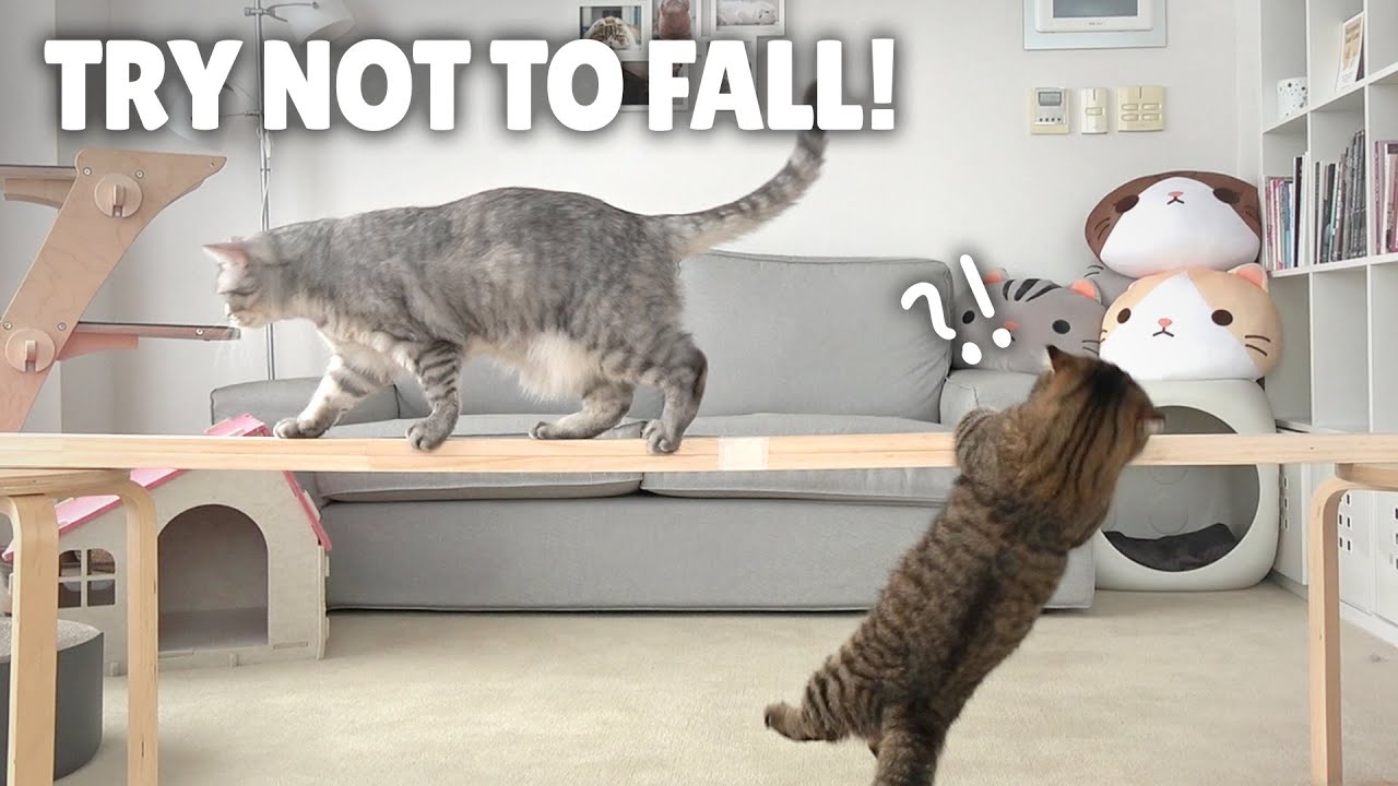 Балансировние На Бревне Челлендж! Попытка не упасть! | Kittisaurus