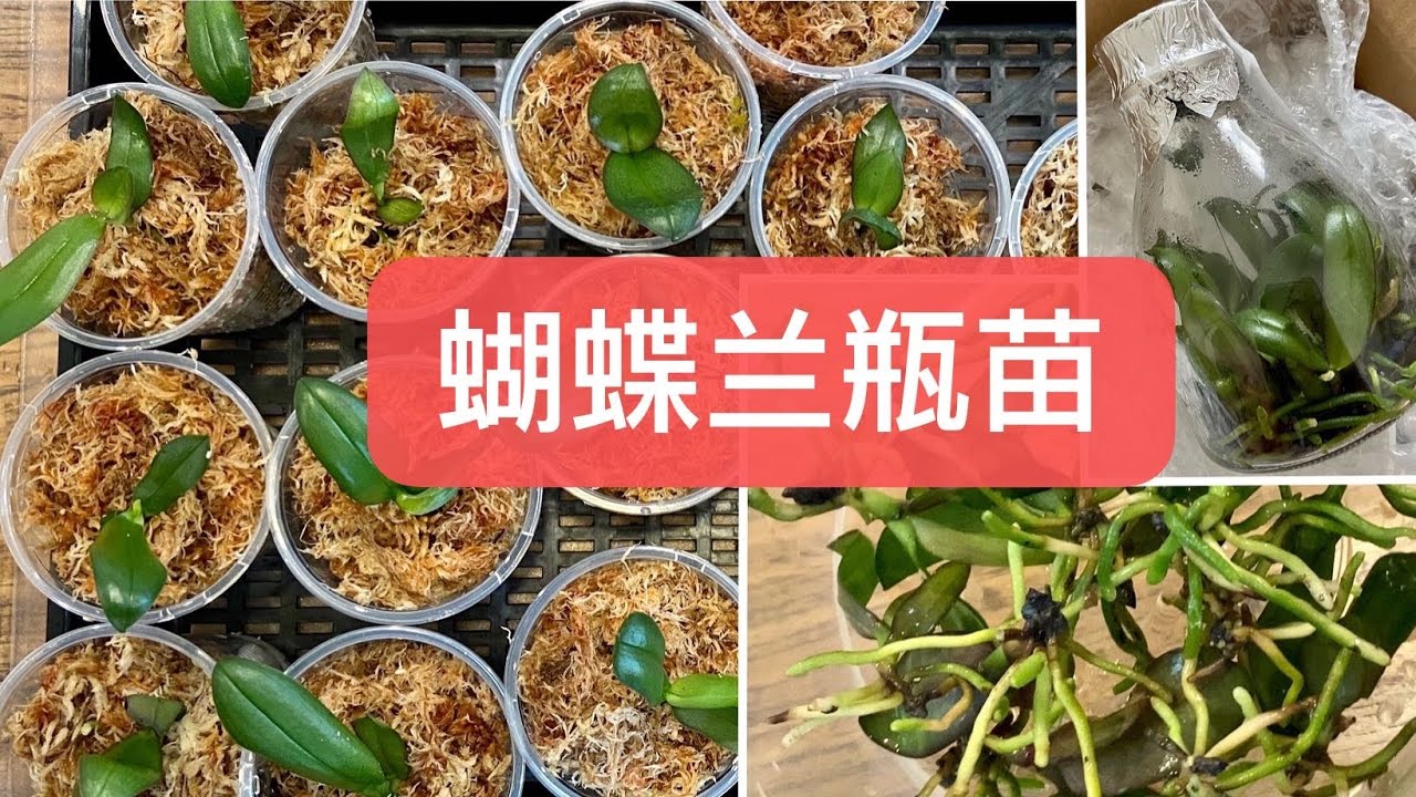「22017」这个流程可好？蝴蝶兰瓶苗，出瓶移栽全过程 // 静姐说花854