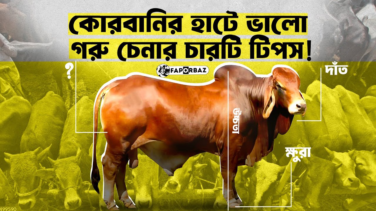 কোরবানির হাটে ভালো গরু চেনার ৪টি গোপন টিপস!। Faporbaz
