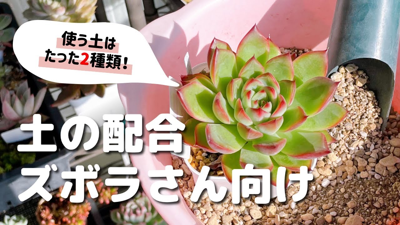 【多肉植物】土は2種類だけ！楽なのに可愛くなる土の配合【ズボラなタニラー必見】