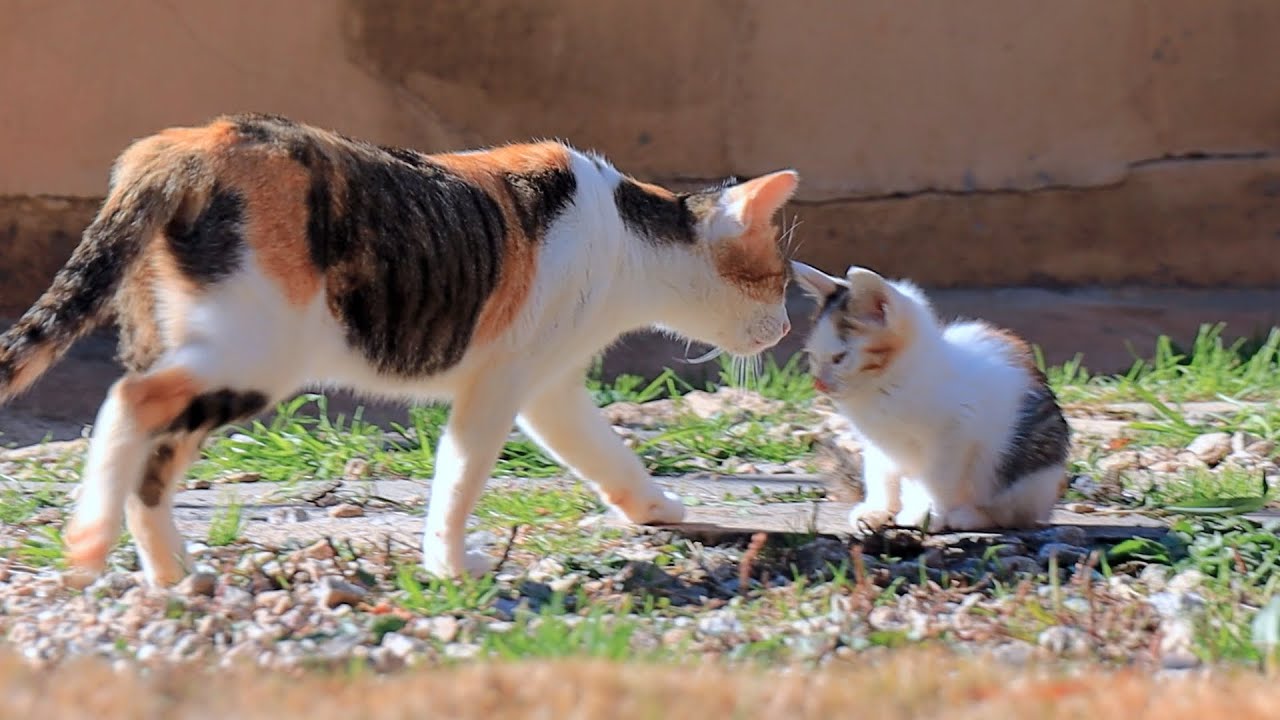 Mother cat who says goodbye to the kitten