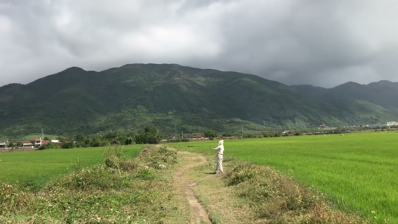 Cánh đồng lúa tu bông Khánh Hoà