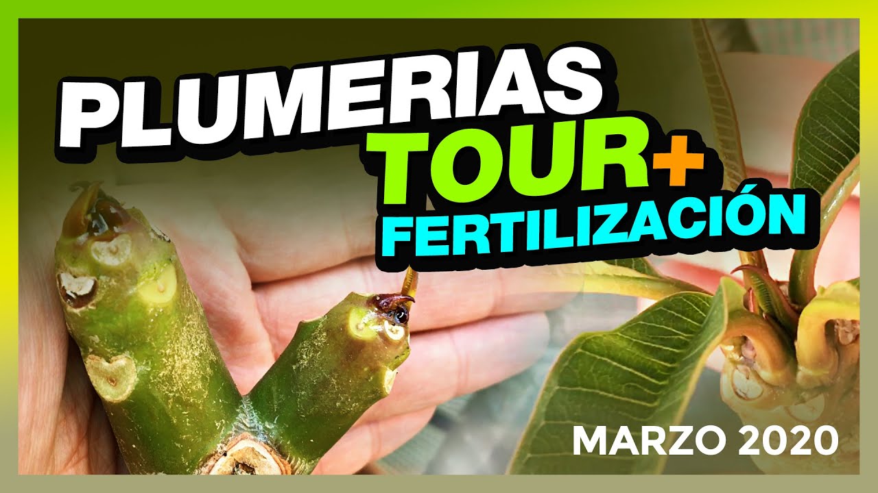 Evolución de mis PLUMERIAS 🤩PLUMERIAS TOUR V1 (Primavera 2020) 🌱#plumerimax #plumeria #plumerias