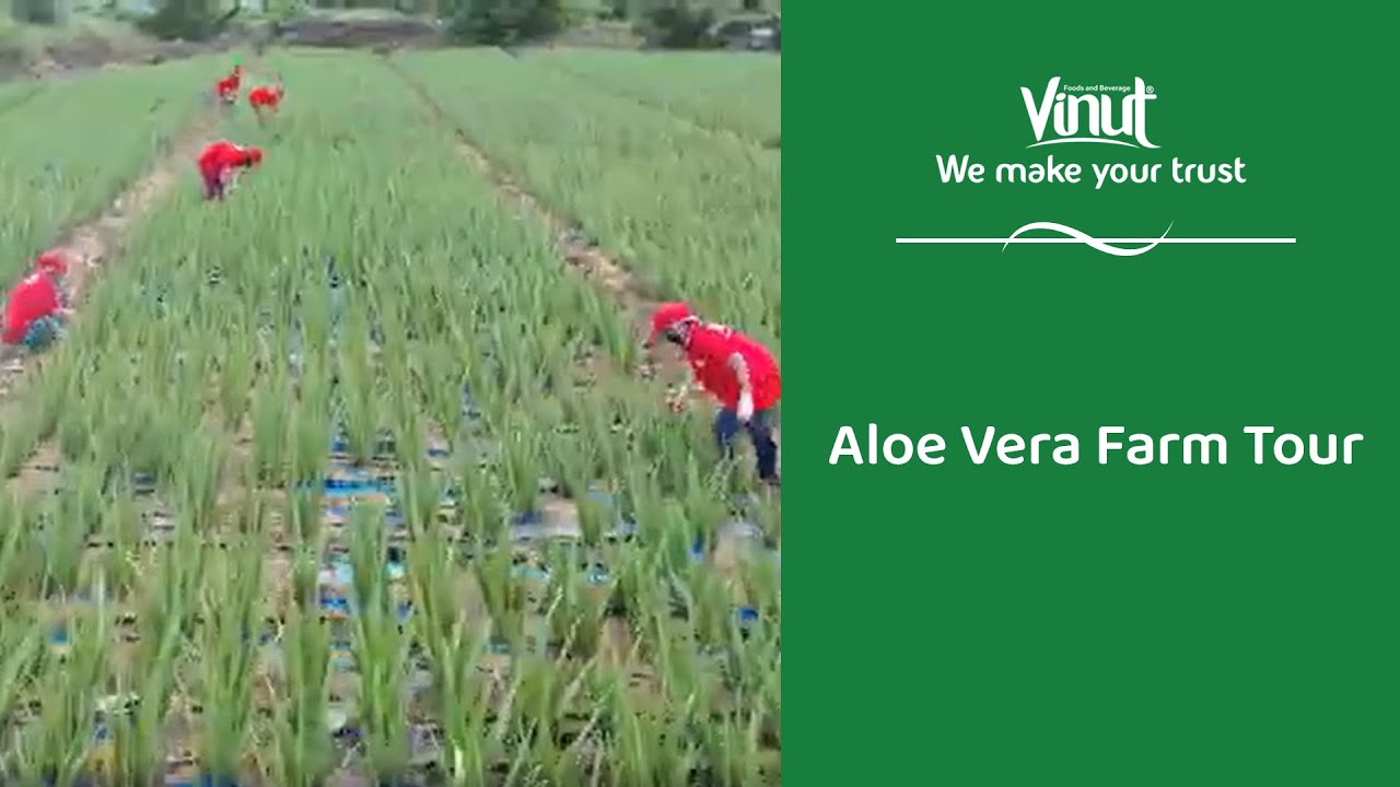 Vinut | Aloe Vera Farm Tour at Ninh Thuan, Vietnam