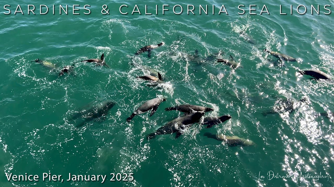 California Sea Lions and Sardines