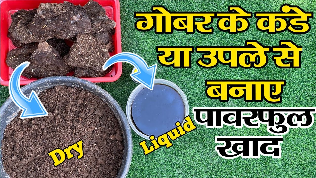 गोबर के कंडे या उपले से शक्तिशाली खाद लिक्विड और ड्राई दोनों बनाएं | how to make cow dung compost