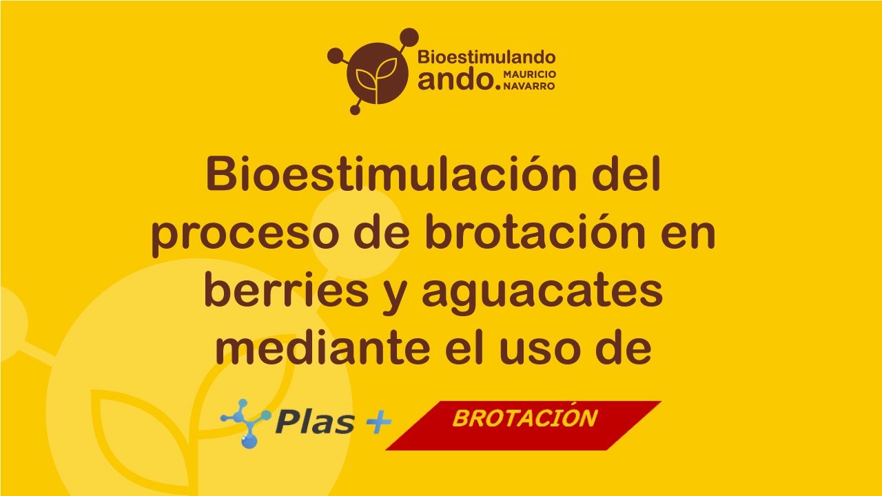 Bioestimulación del proceso de brotación en berries y aguacates mediante el uso de PLAS+BROTACIÓN