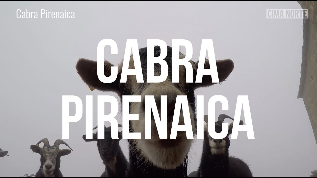 Cabra Pirenaica - Cima Norte, Guía del Pirineo