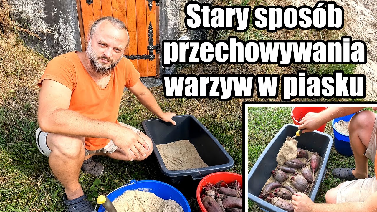 Stary sposób przechowywania warzyw korzeniowych bez prądu i zamrażarki. Dołowanie w piasku.