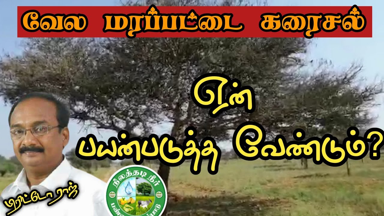 வேல மரப்பட்டை கரைசலை ஏன் பயன்படுத்த வேண்டும்? Brittoraj 9944450552