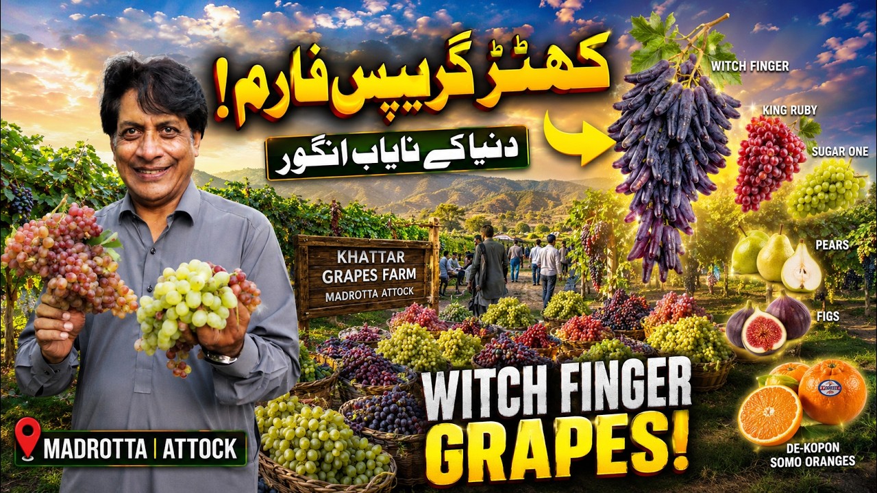 Exploring Khattar Grapes Farm: Witch Finger, King Ruby & Dekopon Oranges in Pothohar