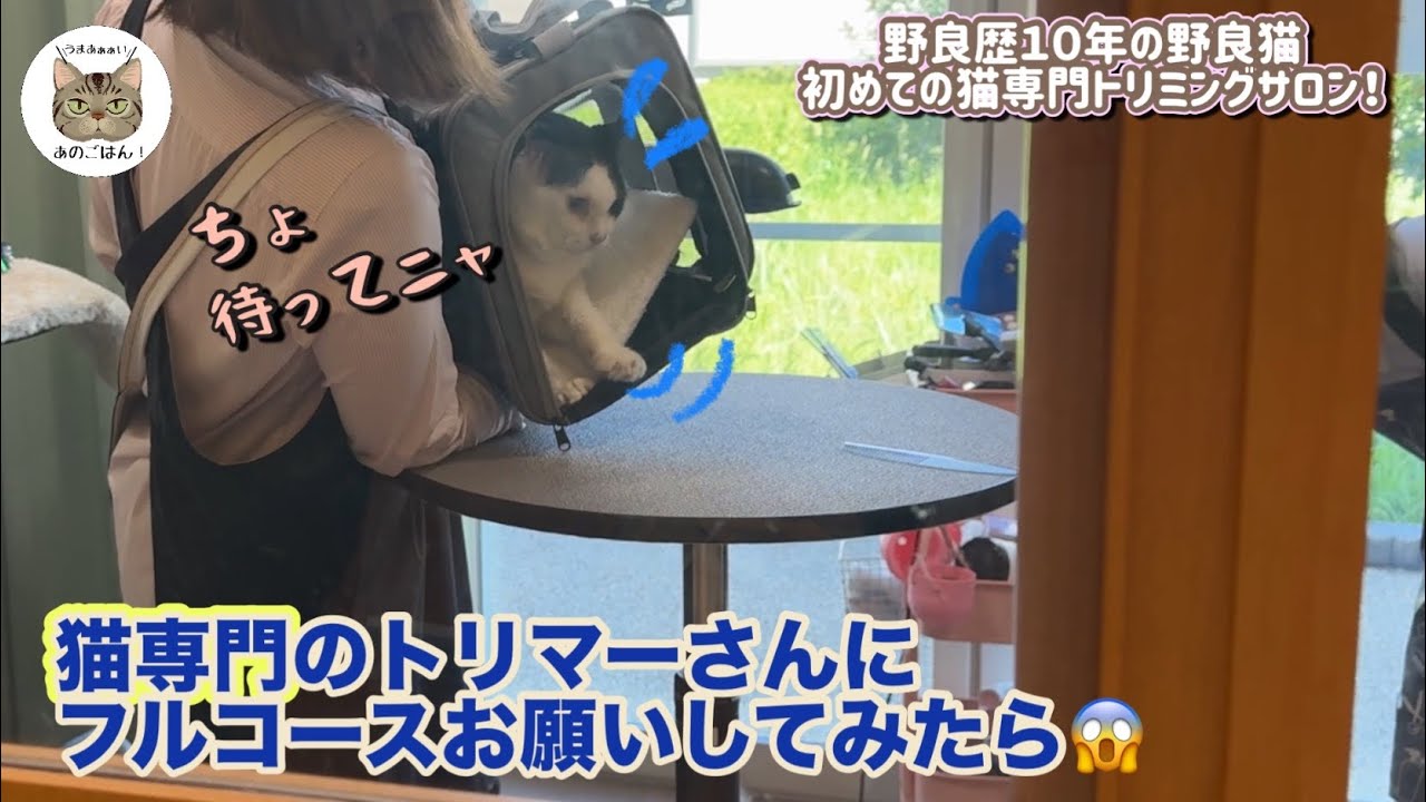 【老野良猫保護】初めて猫専門トリミングサロンでシャンプーフルコースをお願いしてみたら！？