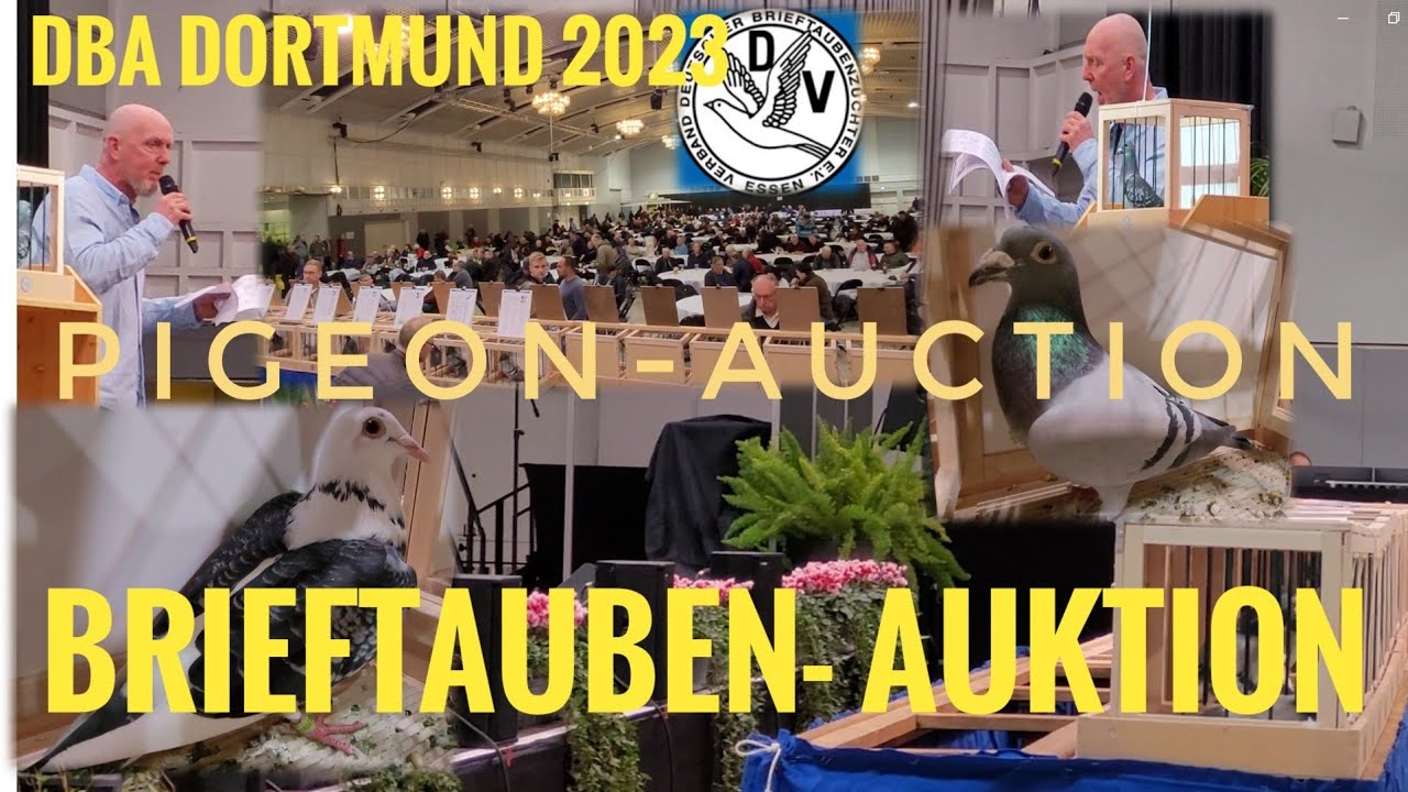 BRIEFTAUBEN-AUKTION auf der DBA - Brieftaubenausstellung Dortmund 2023- PIGEON-AUCTION -  DBA 2023