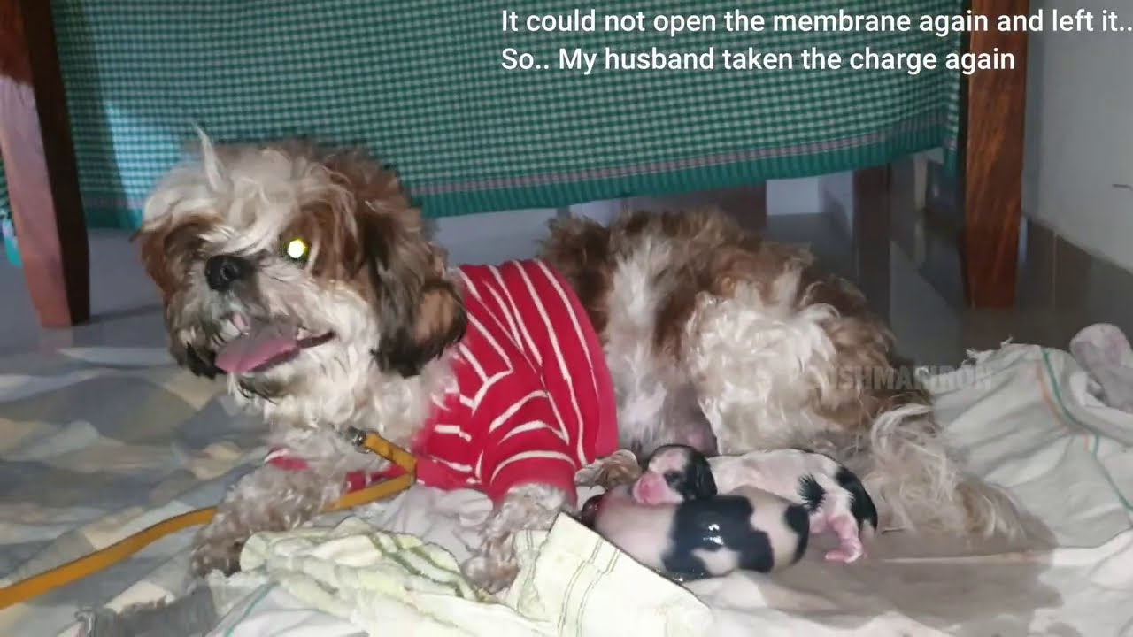 Shocking Surprise | Dog Giving Birth in my HOME | Unexpected Beautiful Memory| Vlog | Sushma Kiron