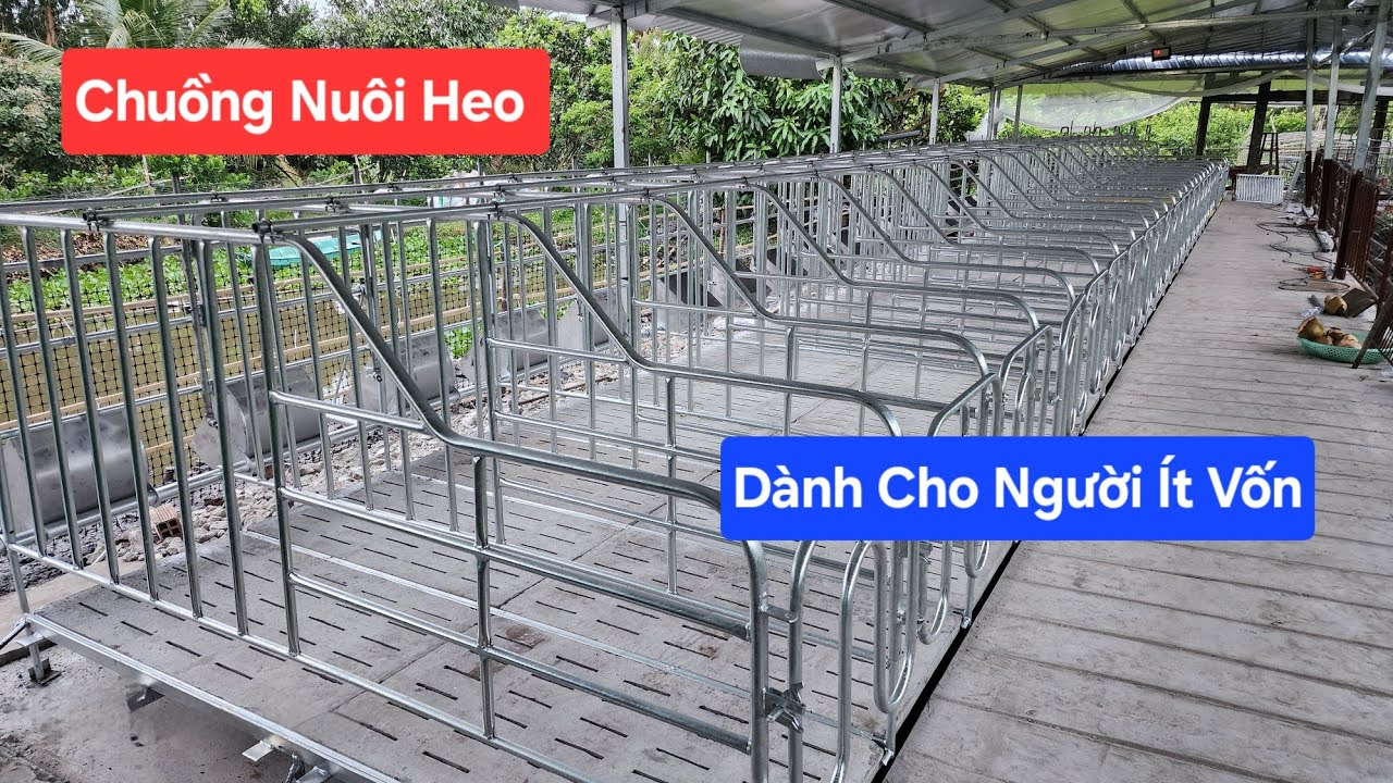Chuồng Nuôi Heo Dành Cho Người ít Vốn | Khởi Nghiệp TV