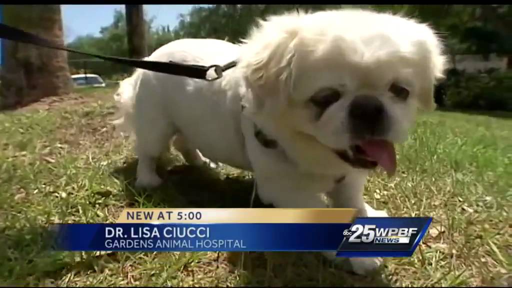 Pet owners warned about toxic bufo toads