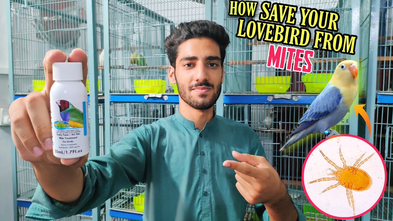 Air Sac Mites Treatment || What Is Scaly Mites Ur Air sac Mites || Full Explain In [Hindi/Urdu]