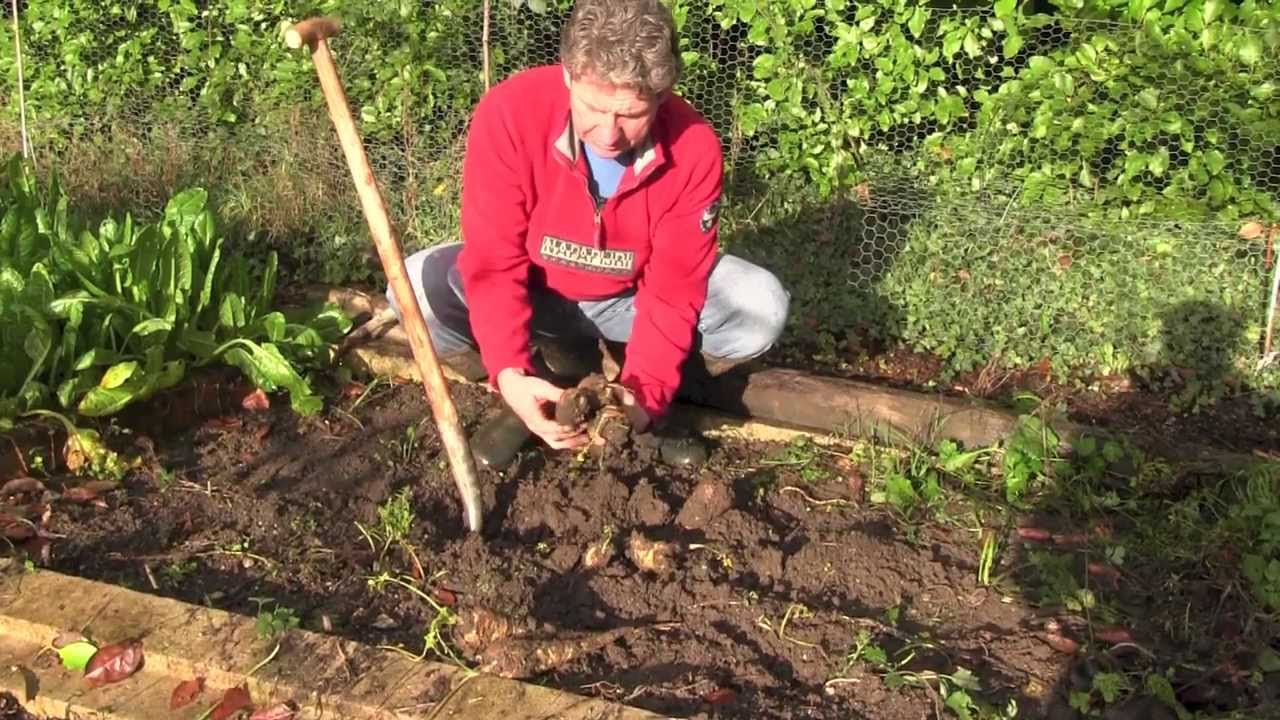HOW TO GROW PARSNIPS - CROPPING