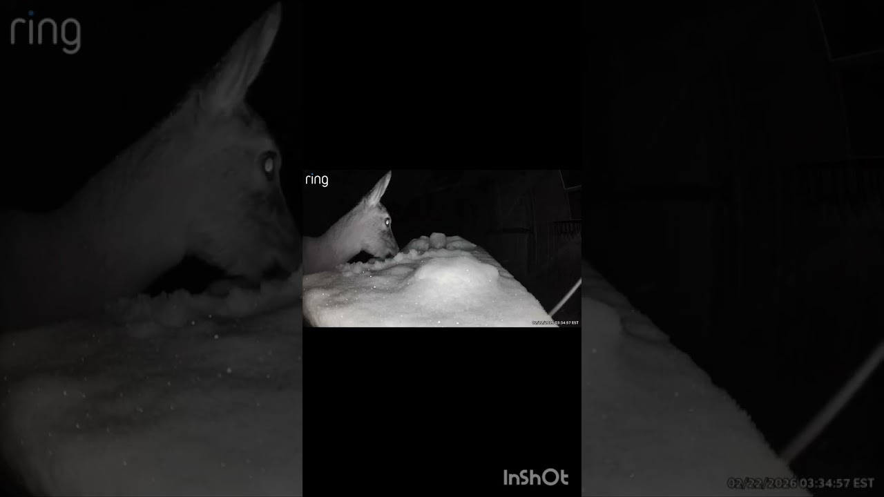 Snowed all over the food! #backyarddeer #deer #eating 