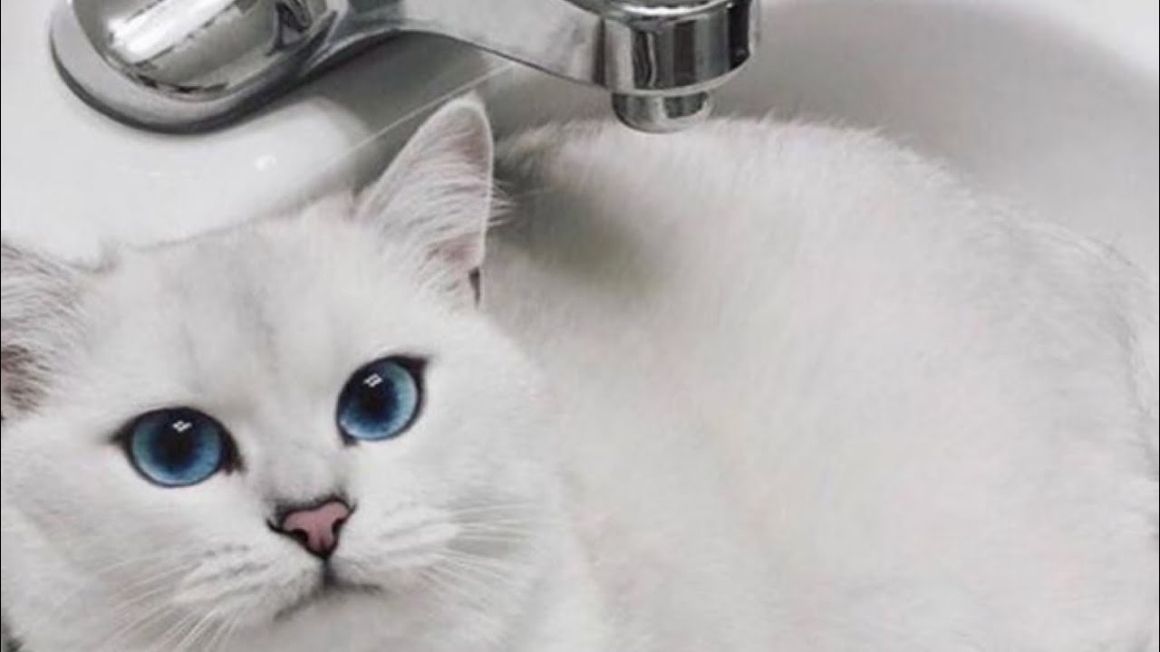 طريقة تحميم القطط 🚿🐈 تنضيف القطط البيضه ❤️ اول بديل ل مستلزمات القطط 🐈❤️