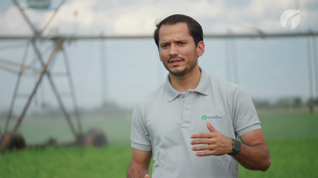 Silagem de Qualidade - Feno Paracatu