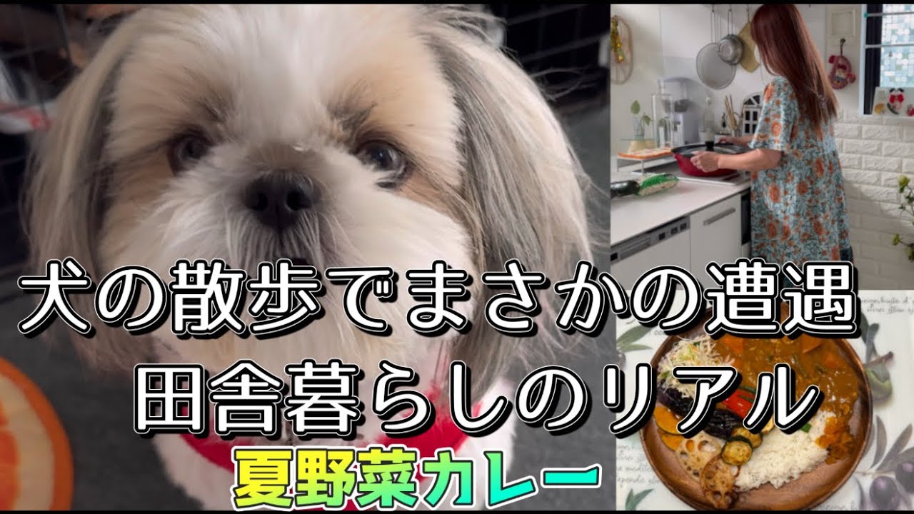 【シーズー】犬の散歩でまさかの遭遇⁉️田舎暮らしのリアル/夏野菜カレー