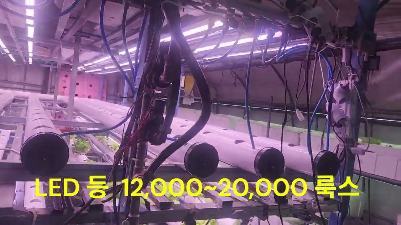 시골74세 노인네  아쿠아 포닉스 소개